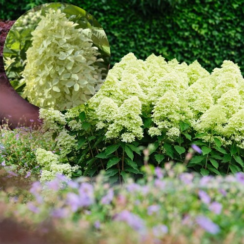 Hydrangea paniculata 'Magical Lime Sparkle' - Aedhortensia 'Magical Lime Sparkle' C2/2L